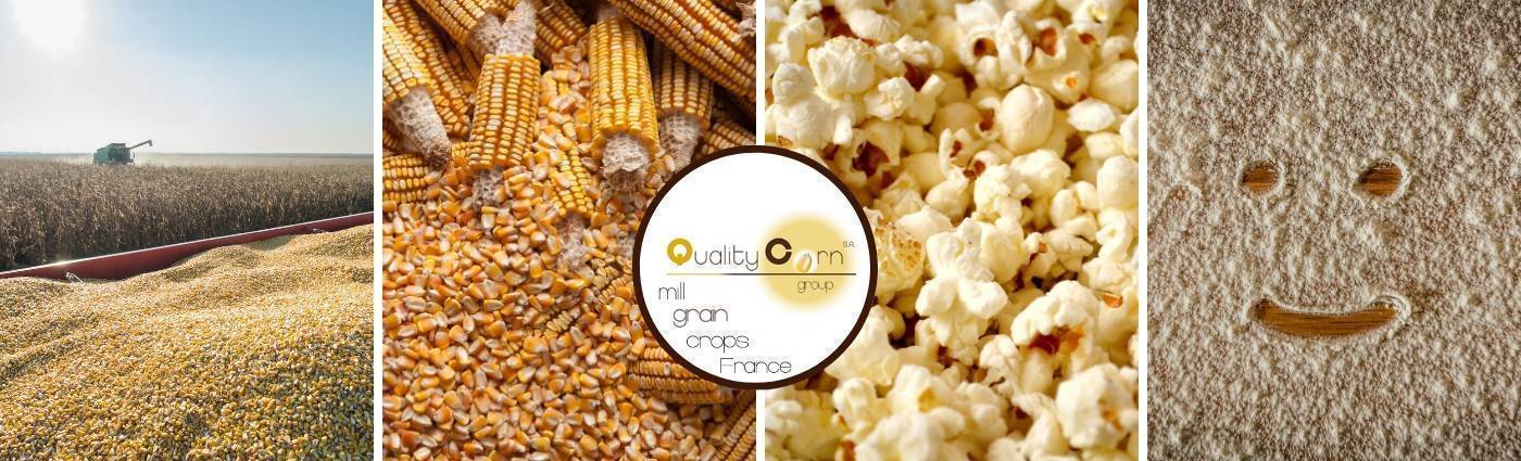 Quality Corn Grain